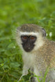 Vervet Monkey Poster Print - Chlorocebus pygerythrus in Kruger National Park