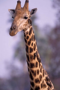Southern Giraffe Poster Print by Gavriel Jecan showcasing the majestic animal in vibrant detail.