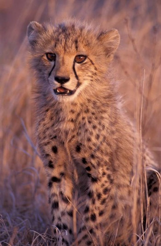Cheetah poster print from Phinda Reserve, South Africa by Gavriel Jecan