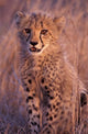 Cheetah poster print from Phinda Reserve, South Africa by Gavriel Jecan