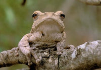 Tree Frog Poster Print from Phinda Reserve, South Africa by Gavriel Jecan
