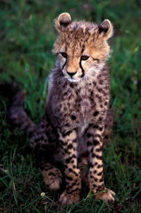 Cheetah Cub Poster Print from Masai Mara Game Reserve