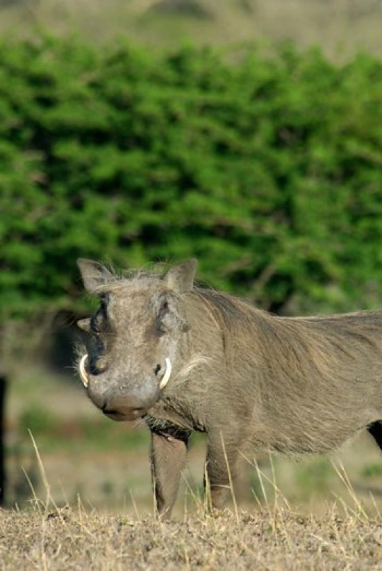 Warthog Poster Print from Zulu Nyala, KwaZulu Natal by Jim Engelbrecht