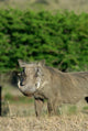 Warthog Poster Print from Zulu Nyala, KwaZulu Natal by Jim Engelbrecht