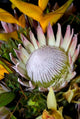 Queen Protea Floral Poster Print by Jim Engelbrecht showcasing vibrant colors and intricate details.