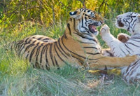 Tigers Snarling Poster Print featuring powerful tigers in South Africa by Jan & Stoney Edwards.