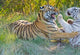 Tigers Snarling Poster Print featuring powerful tigers in South Africa by Jan & Stoney Edwards.