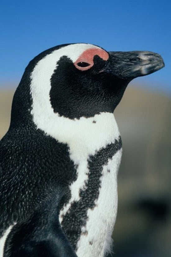 Close-up of an African Penguin poster print by Kevin Schafer