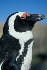 Close-up of an African Penguin poster print by Kevin Schafer