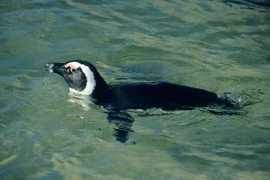African Penguin swimming in Cape Peninsula, South Africa - Poster Print by Kevin Schafer