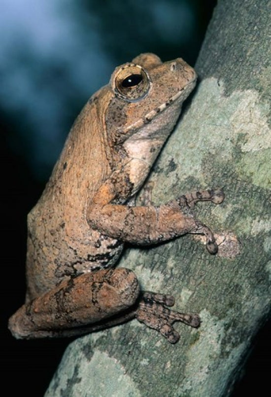 Grey Frog poster print by Kevin Schafer from Kruger National Park, South Africa.