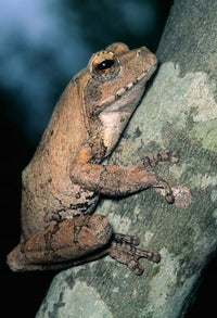 Grey Frog poster print by Kevin Schafer from Kruger National Park, South Africa.