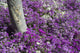 Flowers Surrounding a Tree in Johannesburg, South Africa Poster Print by Keren Su