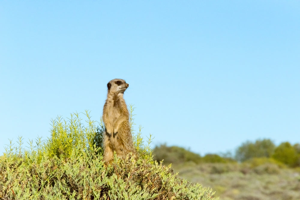 Meerkat fine art print from Western Cape, South Africa by Keren Su.