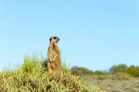 Meerkat fine art print from Western Cape, South Africa by Keren Su.
