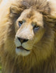 Lion Poster Print from Western Cape Province, South Africa by Keren Su