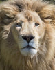 Lion Poster Print showcasing the Western Cape Province in South Africa by Keren Su.