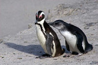 Two African Penguins Poster Print by Kymri Wilt, showcasing adorable penguins in nature.
