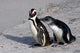 Two African Penguins Poster Print by Kymri Wilt, showcasing adorable penguins in nature.