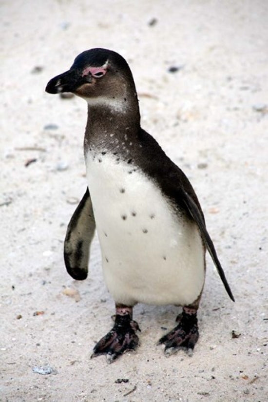 African Penguin Poster Print by Kymri Wilt, showcasing vibrant imagery of playful penguins.