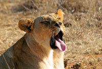 Lion yawning in the African sun poster print by Kymri Wilt.