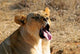 Lion yawning in the African sun poster print by Kymri Wilt.
