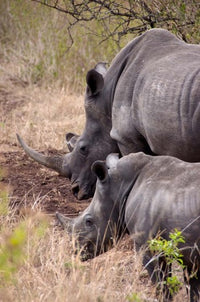 White Rhino in Zulu Nyala Game Reserve Poster Print