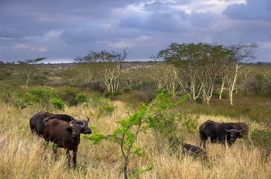 Cape Buffalo at Zulu Nyala Game Reserve Poster Print by Lisa S. Engelbrecht