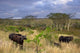 Cape Buffalo at Zulu Nyala Game Reserve Poster Print by Lisa S. Engelbrecht