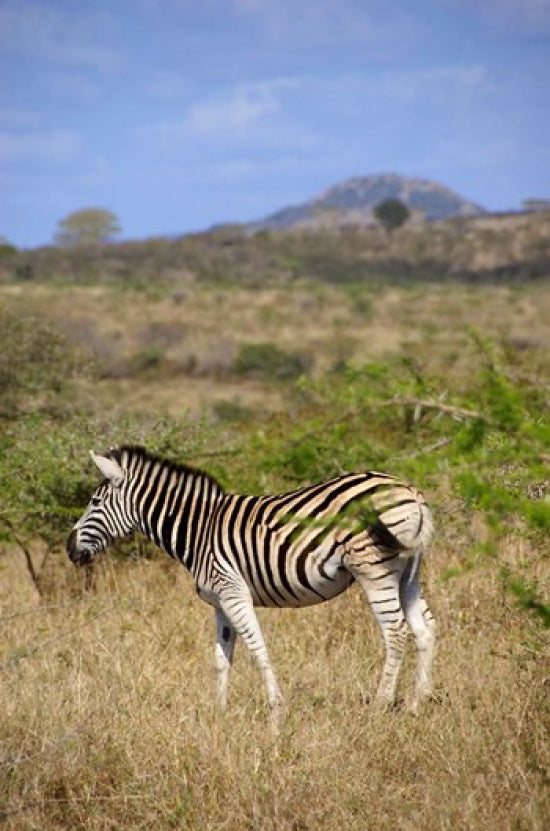 Zulu Nyala Game Reserve Zebra Poster Print by Lisa S. Engelbrecht