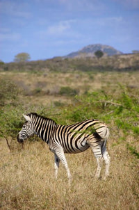 Zulu Nyala Game Reserve Zebra Poster Print by Lisa S. Engelbrecht