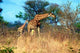 Adult and baby Cape Giraffe poster print from Kruger National Park, South Africa.