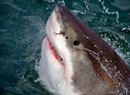 Great White Shark breaks the surface of the water in Capetown, South Africa poster print.