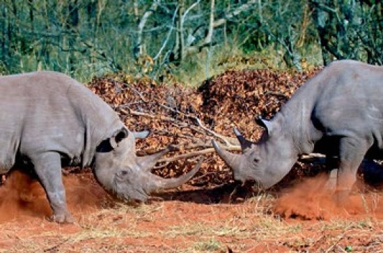 White Rhino Poster Print featuring a square lipped rhino in Kruger National Park, South Africa.