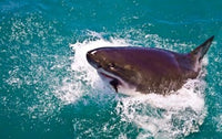 Great White Shark Poster Print - Cape Town, False Bay, South Africa
