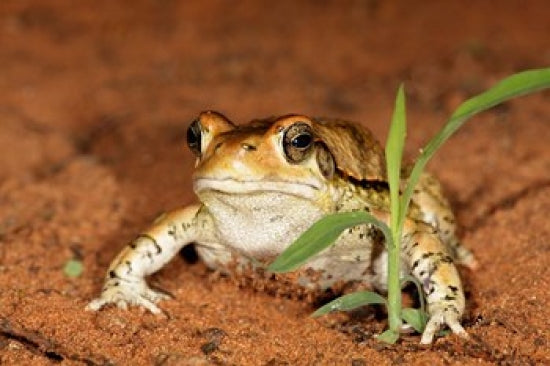 Red Toad Poster Print from Mkuze Game Reserve, South Africa by Maresa Pryor