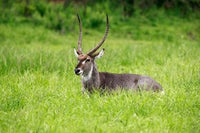 Waterbuck wildlife poster print from Hluhluwe Game Reserve, South Africa by Maresa Pryor.