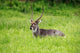 Waterbuck wildlife poster print from Hluhluwe Game Reserve, South Africa by Maresa Pryor.