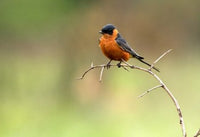 Redbreasted Swallow Fine Art Print by Maresa Pryor showcasing vibrant colors.