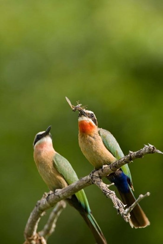 Pair of Whitefronted Bee-eater tropical birds poster print by Maresa Pryor.