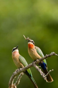 Pair of Whitefronted Bee-eater tropical birds poster print by Maresa Pryor.