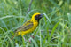 Spottedbacked Weaver Bird Poster Print by Maresa Pryor showcasing vibrant colors and detailed artwork.
