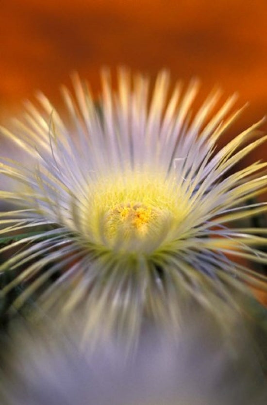 Herra Elongara Poster Print by Michele Westmorland showcasing vibrant flora of Namaqualand, South Africa.