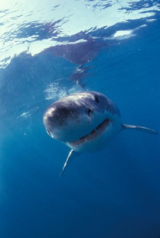 Underwater view of a great white shark poster print by Michele Westmorland.