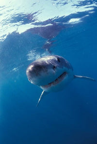 Underwater view of a great white shark poster print by Michele Westmorland.