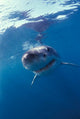 Underwater view of a great white shark poster print by Michele Westmorland.