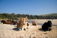 Cows at Coffee Bay, Transkye, South Africa Poster Print by Micah Wright