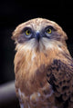 South Africa Spotted Eagle Owl poster print by Michele Benoy Westmorland.