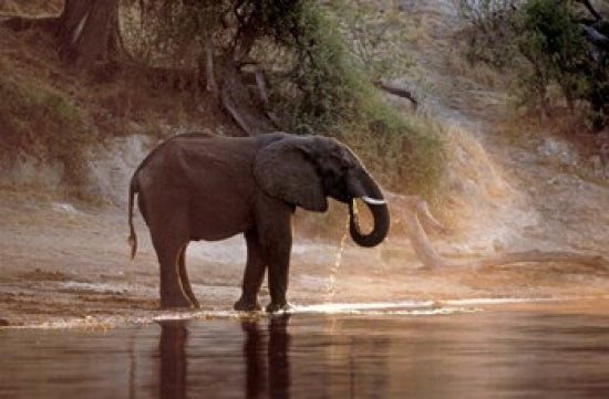 Elephant at Water Hole Fine Art Print by Paul Souders showcasing a serene African landscape.