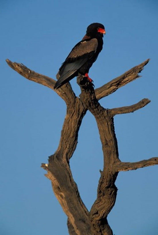 Bateleur African Raptor Bird Poster Print by Paul Souders, showcasing the beauty of the bird in its natural habitat.